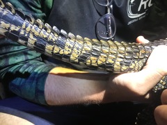 Crocodylus acutus