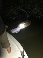 Trichechus manatus