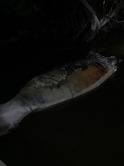 Trichechus manatus