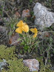 Papaver croceum