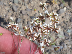 Pharnaceum aurantium