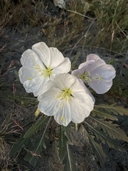 Oenothera cespitosa
