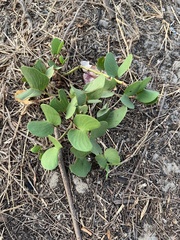 Ipomoea pes-caprae