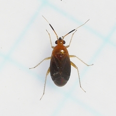 Rhinocapsus vanduzeei