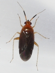 Rhinocapsus vanduzeei
