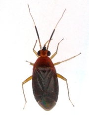 Rhinocapsus vanduzeei