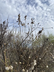 Lepidospartum squamatum