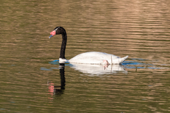 Cygnus melancoryphus