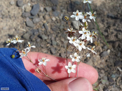 Pharnaceum aurantium