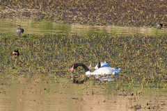 Cygnus melancoryphus