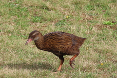 Gallirallus australis