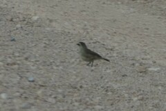 Aphelocephala leucopsis