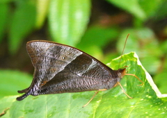 Corades pannonia