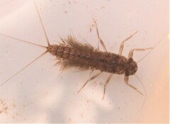 Leptophlebia