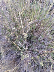 Muehlenbeckia complexa