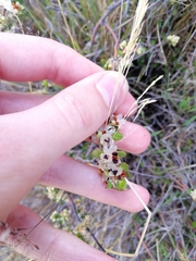 Muehlenbeckia complexa