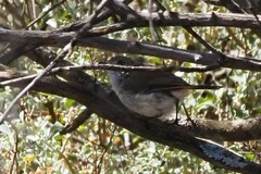 Acanthiza uropygialis