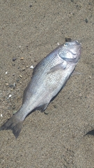 Lutjanus novemfasciatus