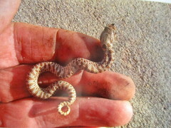 Heterodon nasicus