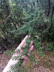 Coprosma pseudocuneata