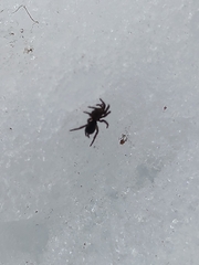 Microhexura idahoana