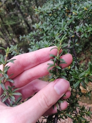 Coprosma pseudocuneata