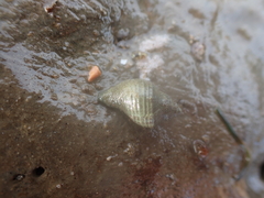 Ocenebrinae