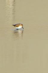 Calidris mauri