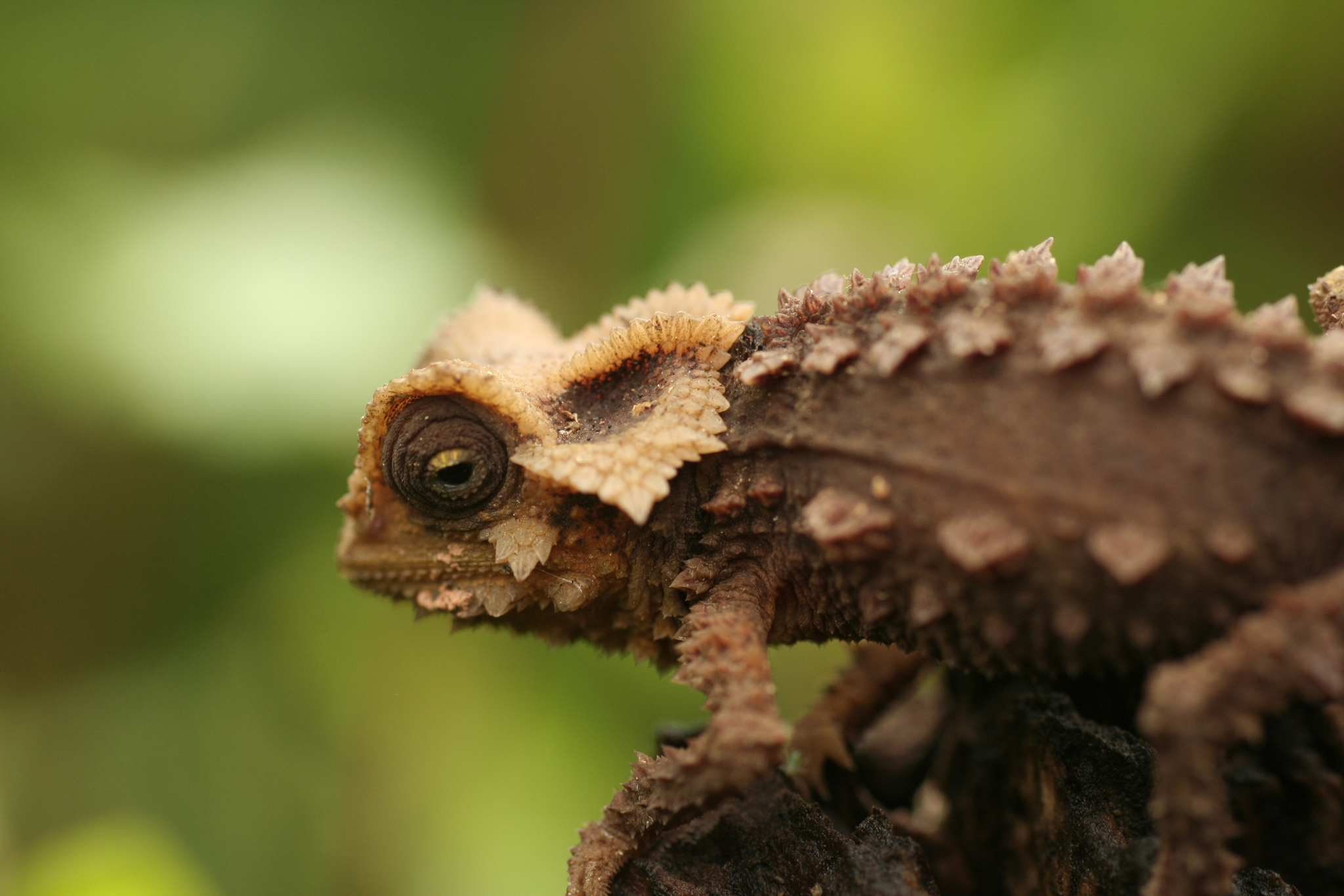 Chameleon (family Chamaeleonidae) – Our Wild World