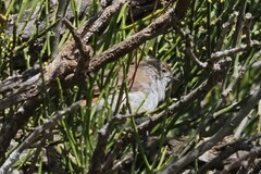 Acanthiza uropygialis