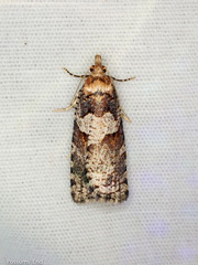 Harmologa