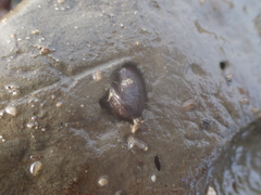 Lithophaginae