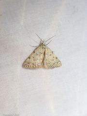 Dichromodes sphaeriata