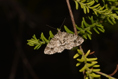 Myrioblephara desumpta