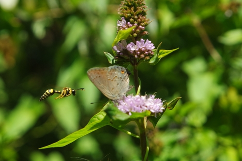 Eumenes dubius