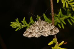 Myrioblephara desumpta