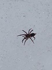 Microhexura idahoana