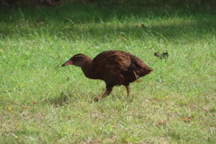 Gallirallus australis