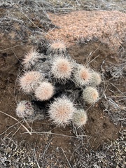 Echinocereus reichenbachii baileyi