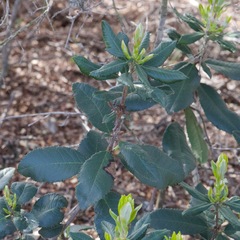 Comarostaphylis diversifolia