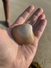 Bivalvia