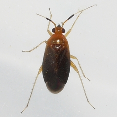 Rhinocapsus vanduzeei