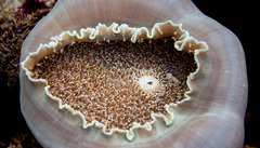 Amplexidiscus fenestrafer