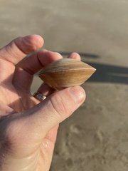 Bivalvia