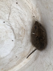 Peromyscus gossypinus