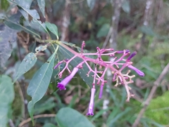 Palicourea angustifolia