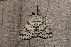 Kamalia australis