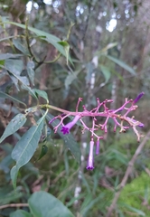 Palicourea angustifolia