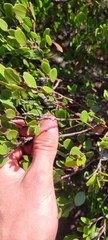 Arctostaphylos hookeri hookeri