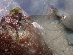 Ophiodermella inermis